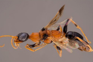 Loài ong có khả năng thôi miên